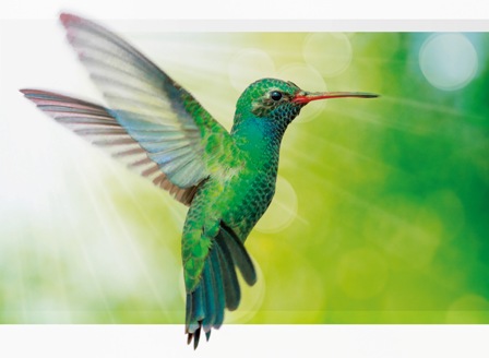 The story of the hummingbird