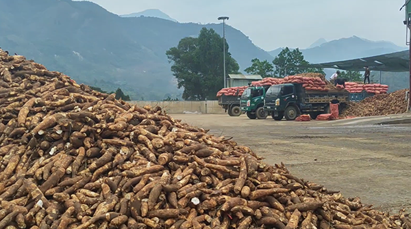 Procas project Colubris Cassave Vietnam